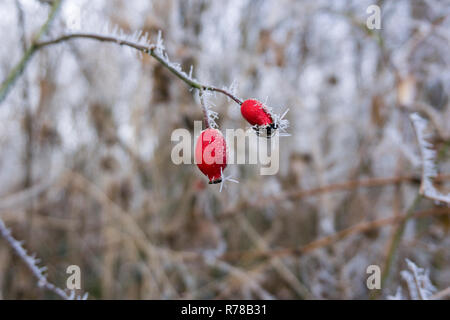 Close-up de gelée blanche sur l'églantier congelé sur un hiver froid. Banque D'Images