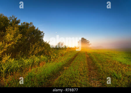 Foggy matin ensoleillé sur le terrain de l'été. Panorama brumeux. Banque D'Images