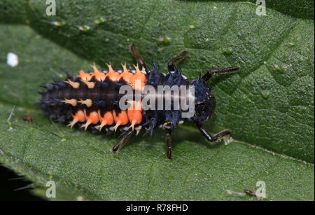 Coccinelle asiatique,larve,Harmonia axyridis,Asie,ladybeetle,longueur environ 10mm Banque D'Images