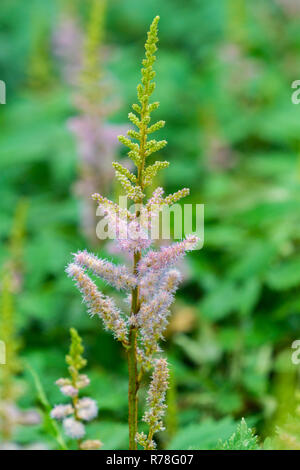 Close-up of pink Astilbe chinensis Visions dans la forêt. Banque D'Images