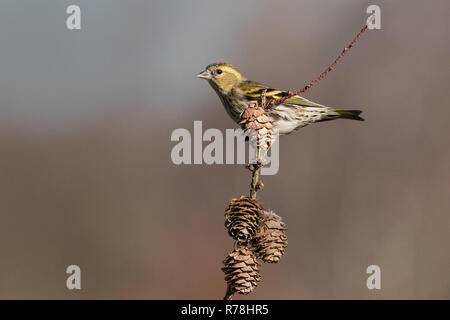 Direction générale de l'eurasienne sur Siskin. L'Eurasian siskin est une espèce de passereau de la famille des Fringillidae. Spinus spinus Banque D'Images