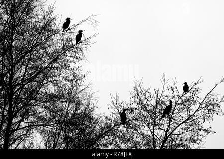 Cormorans (Phalacrocorax carbo) sur un arbre, silhouette, Hesse, Allemagne Banque D'Images