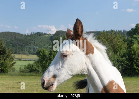 Portrait de la tête du nouveau-né blanc taches marron poulain Banque D'Images