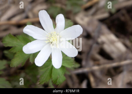 Fleur blanche snowdrop isolé sur fond blanc Banque D'Images