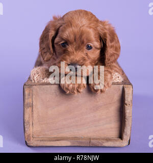 Cute Puppy dog Cockapoo photographie professionnelle Banque D'Images