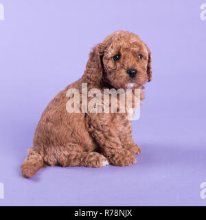 Cute Puppy dog Cockapoo photographie professionnelle Banque D'Images