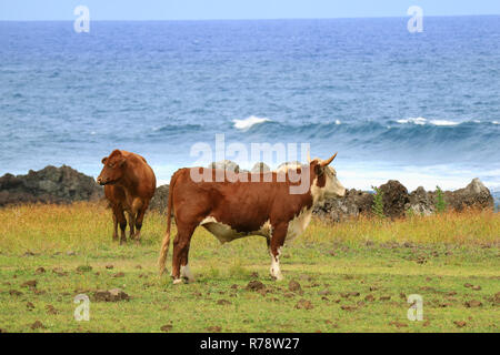 Deux vaches brunes se détendre au bord de l'océan Pacifique de champ d'herbe sur l'île de Pâques, Chili, Amérique du Sud Banque D'Images