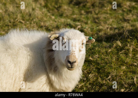 Welsh Mountain Sheep dans un pâturage de montagne adapté à la race de hardy hill dures et les chaînes de montagnes du Pays de Galles habituellement tenus à l'extérieur toute l'année Banque D'Images