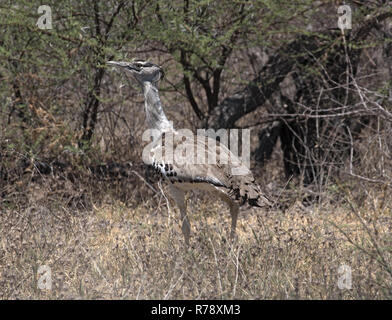 Outarde Kori dans Nxai Pan National Park, Botswana Banque D'Images