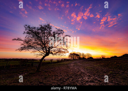Lever du soleil derrière un arbre, l'aubépine Almscliffe Crag, North Yorkshire Banque D'Images
