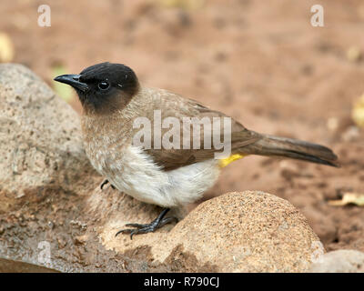 Dark-capped Bulbul (Pycnonotus tricolor) - perché sur les rochers au bord d'un bain-marie, Mkuzi kwa-Zulu Natal Banque D'Images