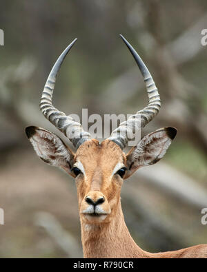 Impala (Aepyceros melampus melampus) - portrait d'un jeune mâle antelope Banque D'Images