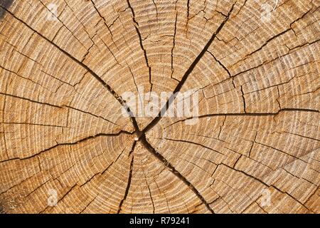 Section transversale de l'arbre, fond de bois Banque D'Images