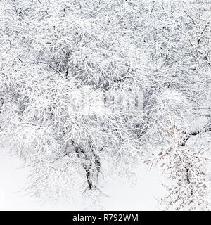 Vue de dessus de la neige a couvert pommiers dans jardin Banque D'Images