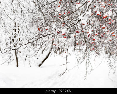 Aubépine couverte de neige arbre de plus de chemin dans park Banque D'Images