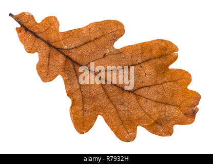 Brun automne feuille de chêne isolé Banque D'Images