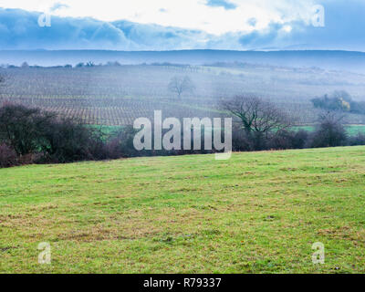 Paysage avec vignoble en Alsace en pluie d'hiver Banque D'Images