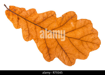 L'arrière de la feuille d'automne de l'arbre de chêne isolé Banque D'Images