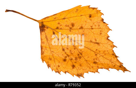 Tombée de la feuille jaune pourri de Birch Tree isolated Banque D'Images