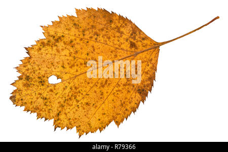 L'arrière de la feuille séchée de holey arbre d'aubépine Banque D'Images