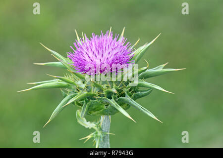 Fleurs de chardon-Marie silybum marianum Banque D'Images