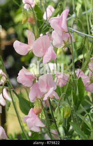 Lathyrus odoratus. Pois de Prima Donna', le pois à partir de laquelle tous les petits pois Spencer modernes sont produites dans un jardin anglais Banque D'Images