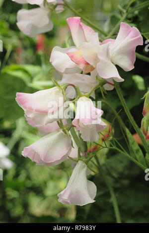 Lathyrus odoratus. Pois 'Anniversaire', un parfum, Spencer pois de type escalade de fleurs dans un jardin anglais Banque D'Images