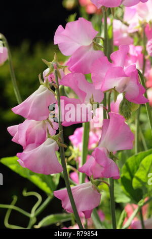 Lathyrus odoratus. Pois 'Gwendoline, un grimpeur annuel très parfumées dans un jardin anglais, UK Banque D'Images