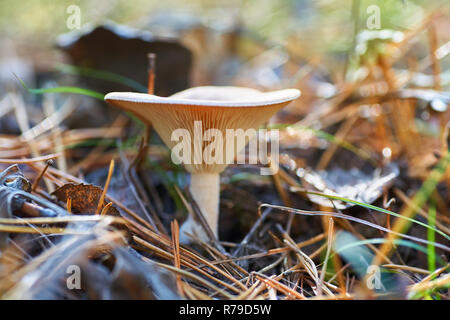 Dans les bois de champignons blancs sur fond d'herbe et d'aiguilles de pin. Banque D'Images