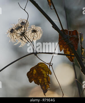 Têtes de graines de clématite rétroéclairées et feuilles d'automne sur une vigne, brillantes dans la douce lumière hivernale. Banque D'Images