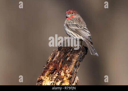 Maison perchée portrait finch Banque D'Images