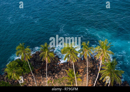 Sri Lanka, Dondra, 02/10/2014 : un groupe de palmiers photographiés par le phare de la baie de Dondra Banque D'Images