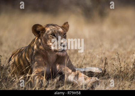 Lionne femelle (Panthera leo) de prendre de l'ombre dans la réserve nationale de Samburu, Kenya Banque D'Images