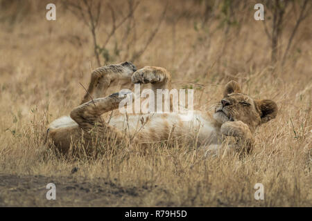 Panthera leo - Bébé Lion cub dormir sur la savane dans la réserve de Masai Mara, Kenya Banque D'Images