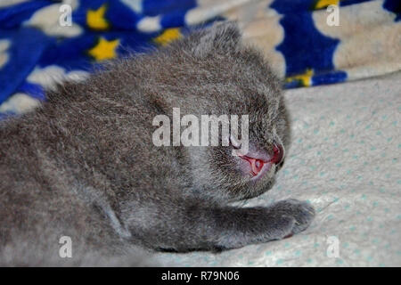 Peu de gris british chaton dort doucement sur la couverture. short-haired cute kitten montre langue maternelle dans un rêve. Banque D'Images