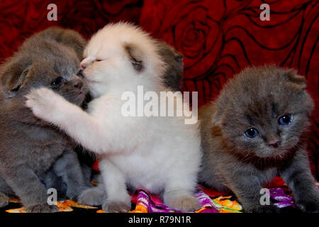 Cute little british chatons sont assis sur le canapé. le chaton câlins et baisers le frère, petits farceurs sont joués. Banque D'Images