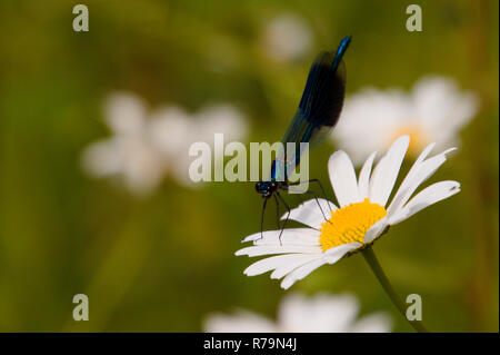 Demoiselle (Calopteryx bagués splendens) reposant sur oxeye daisy (Leucanthemum vulgare) ; Royaume-Uni Banque D'Images