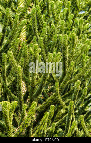 Close-up de branches vertes d'un Araucaria arbre sur une journée ensoleillée. Banque D'Images