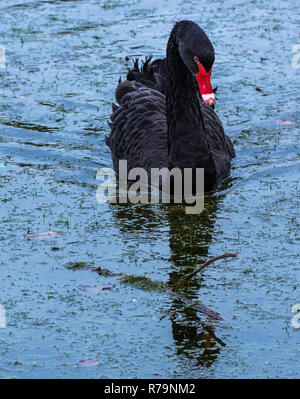 Piscine Black Swan au Claremont Lake Banque D'Images