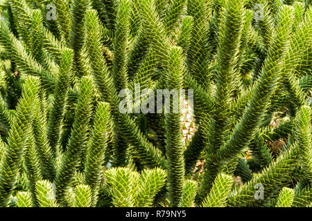 Close-up de branches vertes d'un Araucaria arbre sur une journée ensoleillée. Banque D'Images