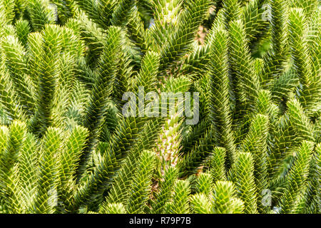 Close-up de branches vertes d'un Araucaria arbre sur une journée ensoleillée. Banque D'Images