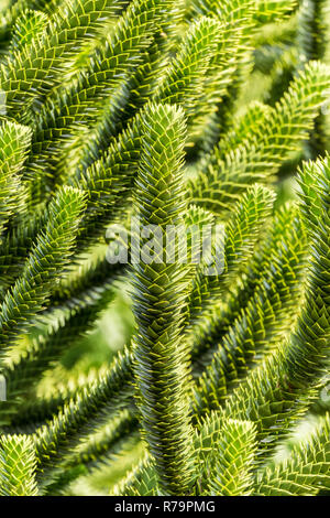 Close-up de branches vertes d'un Araucaria arbre sur une journée ensoleillée. Banque D'Images