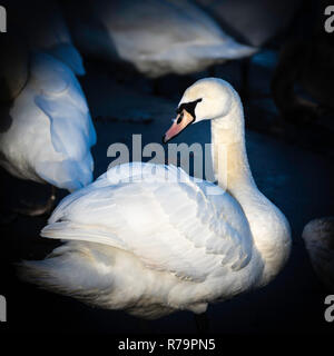 Les cygnes au sanctuaire Swan sur la rive de la rivière Severn à Worcester, Royaume-Uni Banque D'Images