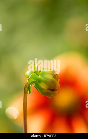 Vue latérale d'une floraison magnifique Dahlia Ourson fleur dans la matinée. Banque D'Images