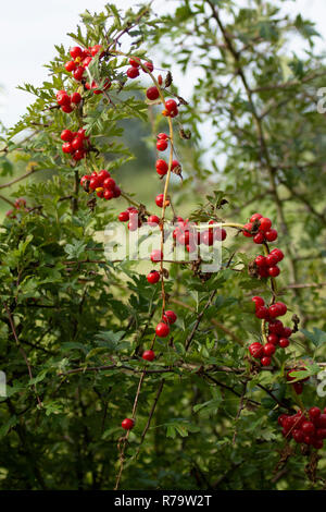 Black bryony (Tamus communis) tournant sur couverture d'aubépine Banque D'Images