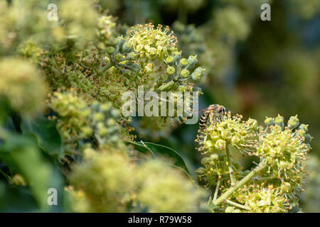 (Colletes hederae abeille Ivy) se nourrissant de bush de lierre (Hedera helix) Banque D'Images