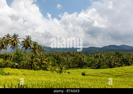 Palmiers poussent au bord d'un champ de riz, de l'océan sur l'arrière-plan. Tabanan, Bali, Indonésie. Banque D'Images