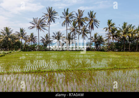 Palmiers poussent au bord d'un champ de riz, de l'océan sur l'arrière-plan. Tabanan, Bali, Indonésie. Banque D'Images