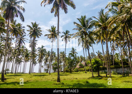 Les cocotiers en pleine croissance. Ambiance tropicale. Tabanan, Bali, Indonésie. Banque D'Images