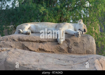 Un coin couchage, Rare, femme White Lion dormant sur un rocher (Panthera leo). Banque D'Images